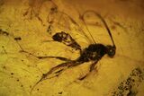 Fossil Wasp (Hymenoptera) In Baltic Amber #109502-1